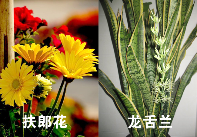 扶郎花-龙舌兰 扶郎花-龙舌兰