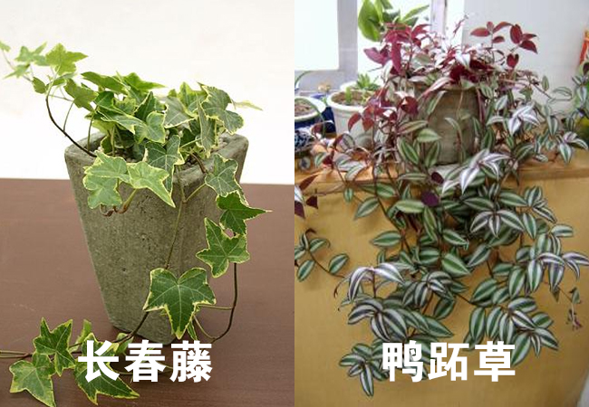 长春藤-鸭跖草 长春藤-鸭跖草