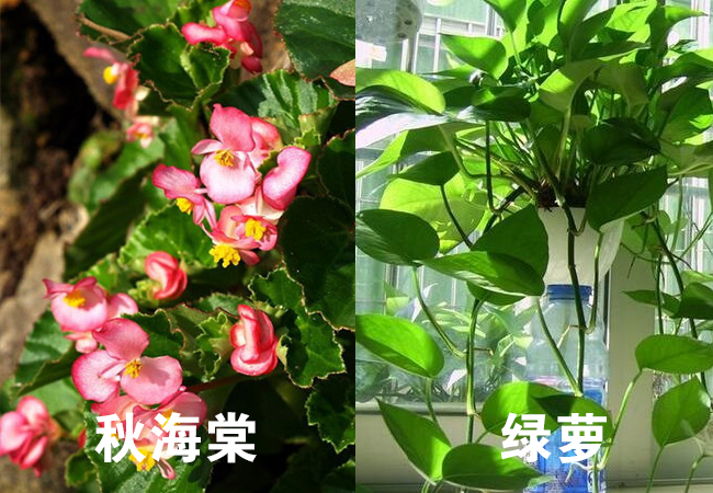 秋海棠-绿萝 秋海棠-绿萝