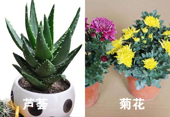 芦荟-菊花 芦荟-菊花